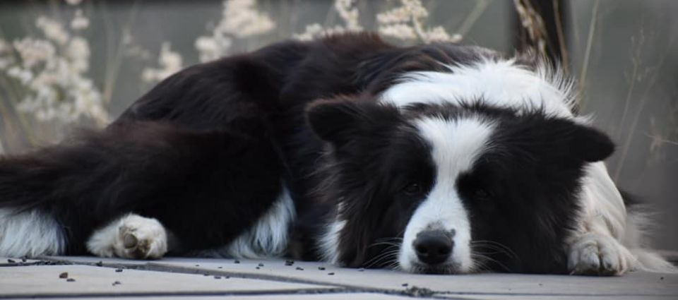 Trucharm Border Collies